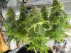 DinaFem Blue Widow Colas 2.jpg