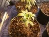2013-03-04_10.00.25.jpg