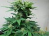 Seedman White Widow #1(F.I.M'd & Lightly LST'd On The Lower Half) 4 Cola F.I.M Cut Production.jpg