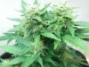 Seedman White Widow #1(F.I.M'd & Lightly LST'd On The Lower Half) Top Colas Close Up!.jpg