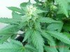 Seedman White Widow #3(Topped Just Above 3rd True Node)Budsite 2.jpg