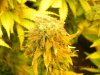 Seedman White Widow(Near Harvest) Some More Purpage .jpg