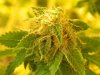 Seedsman White Widow(Near Harvest)Lower Budsite 2.jpg