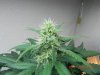 Delicious Seeds Critical Jack Cola 2.jpg