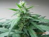 Delicious Seeds Critical Jack Cola 3.jpg