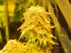 Seedsman White Widow Purpling!.jpg