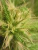 More trichs Peyote Purple 03-07.jpg