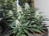 Delicious Seeds Critical Jack Herer 2.jpg