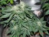 Seedsman White Widow(F.I.M'd) 2.jpg