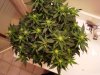 2 week flower 8.jpg