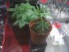Royal Queen Cheese and infront is White Russian Clone.jpg