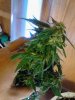 8 Ball Kush. sheLs a big un!! 03-10.jpg