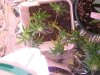 PLANT PROBS.jpg