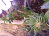 Plant probs2.jpg