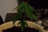 DSC00146.JPG