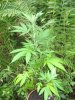 plant.jpg