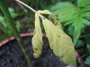 dead leaf.jpg