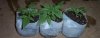 grow shots 009.jpg