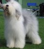 250px-Old_english_sheepdog_Ch_Bobbyclown's_Dare_for_More.jpg