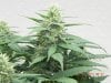 Delicious Seeds Critical Jack Cola Development Under T5HO.jpg