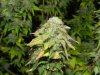 Oldest Seedsman White Widow Purpage!.jpg