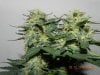 Seedsman White Widow(F.I.M'd) Main Colas Light Off.jpg