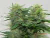 Seedsman White Widow(F.I.M'd) Main Colas Under T5HO.jpg