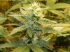 Seedsman White Widow(Topped) Cola 2.jpg