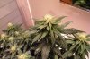 Week 3 Flower 6.jpg