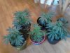 Replanted Skunk#1's & Purple Voodoo's . Skunk in green pots. PV in black pots ..jpg