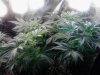 The rest of the girls. Skunk#1's + Purple Voodoo's. 03-17 1st ngt flowering..jpg