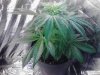 Purple Voodoo 03-17 1st day of flowering.jpg