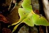 An_Arkansas_Luna_Moth.jpg