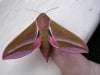 elephant_hawk_moth_large.jpg