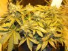 Bagseed Under HPS Aerial View.jpg