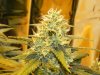 Delicious Seeds Critical Jack Under HPS Budshot #3.jpg