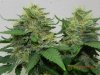 Seedsman White Widow(F.I.M'd) Budshot #1.jpg