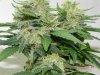 Seedsman White Widow(F.I.M'd) Budshot #2.jpg