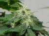 Seedsman White Widow(Uncut) Secondary Growth.jpg