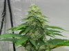 Seedsman White Widow(Uncut)Main Cola.jpg