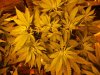 Herb Man Hustling  Week 2 Flowering Part II 015.jpg