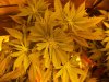Herb Man Hustling  Week 2 Flowering Part II 016.jpg