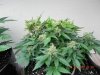 Seedsman White Widow(F.I.M'd & Late LST) - Aerial Shot Under T5.jpg