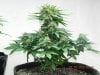 Seedsman White Widow(F.I.M'd) Development.jpg