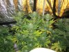 week 6 flower 004.jpg