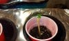 day 9 plant 5.jpg