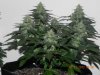 Seedsman White Widow @ 84days from seed.jpg