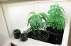 inside the grow room.jpg