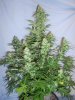 White Sirius 1 day55.jpg