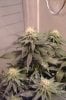 4 week flower 8.jpg